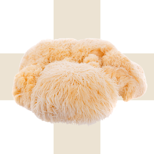 LION’S MANE MUSHROOM