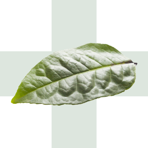 GUAYUSA